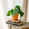 Plante D'intérieur - Philodendron Scandens Brazil M 10cm 2 Plante D'intérieur - Philodendron Scandens Brazil M 10cm -Jardinoux Soldes Magasin 64773f691e5d48.52018194