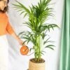 Plante D'intérieur - Kentia Howea Xl 80cm -Jardinoux Soldes Magasin 64773f6ae211e4.58975590