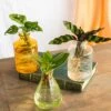 Plante D'intérieur - Salina Trio De Plantes En Hydroculture - Jaune 11cm -Jardinoux Soldes Magasin 64773f703c5ea6.68804602