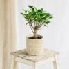 Plante D'intérieur - Bonsaï Retusa 5 Ans D'age 30cm -Jardinoux Soldes Magasin 64773f724c3885.50747497
