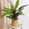 Plante D'intérieur - Calathea Lancifolia L 65cm 2 Plante D'intérieur - Calathea Lancifolia L 65cm -Jardinoux Soldes Magasin 64773f794de6d0.14337275