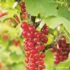 Groseillier à Grappes 'london Market' - Ribes Rubrum 1,5l -Jardinoux Soldes Magasin 6478c450046d00.42260304