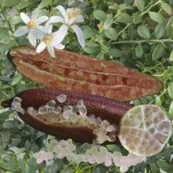 Citronnier Caviar Rose "citrus Australasica" Tailles:pot De 9 Litres, Hauteur 80/100 Cm