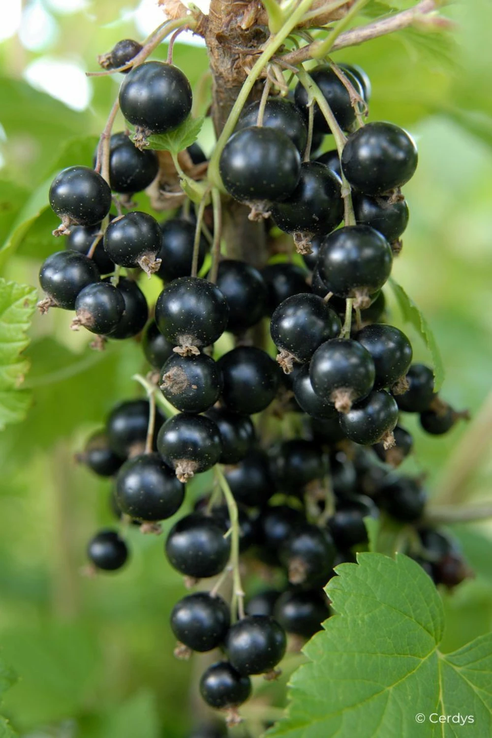 Cassis 'andega' - 1,5l 3 Cassis 'andega' - 1,5l