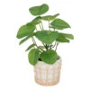 ATMOSPHERA Plante Artificielle Dans Pot En Céramique Et Rotin H 34 Cm -Jardinoux Soldes Magasin 64821b77eda266.77889794