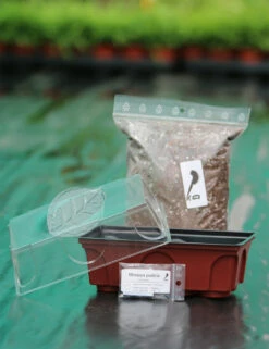 Kit Semis Mimosa Pudica - Découverte -