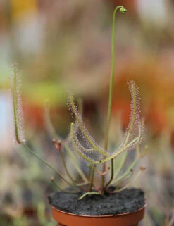Drosera Binata - Mont Ruapehu - Alpin Form -Jardinoux Soldes Magasin 648861c8358132.49931676