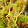 Drosera Binata Var. Dichotoma Caractéristique - Pot 9 Cm -Jardinoux Soldes Magasin 6495d31c9c4f39.44535978