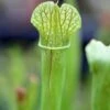 Sarracenia X (x Excellens X Readii) Caractéristique - Pot 12 Cm 2 Sarracenia X (x Excellens X Readii) Caractéristique - Pot 12 Cm -Jardinoux Soldes Magasin 6495d31d857e25.70515924
