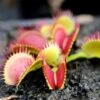 Dionaea Muscipula Bimbo Caractéristique - Pot 7 Cm -Jardinoux Soldes Magasin 6495d31e157a34.42966304