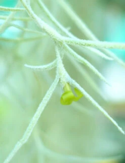 Tillandsia Usneoides Large Argenté - 40 à 60 Cm -Jardinoux Soldes Magasin 6495d31f92b5c4.79954418