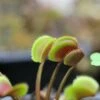 Dionaea Muscipula 'red Piranha' Caractéristique - Pot 7 Cm -Jardinoux Soldes Magasin 6495d320c1d143.51821368