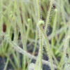 Drosera Filiformis 'florida Giant' Caractéristique - Pot 9 Cm -Jardinoux Soldes Magasin 6495d322e34282.52032075