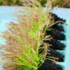 Mottes De Drosera Capensis à Rempoter X 6 Caractéristique - 6 X Mottes -Jardinoux Soldes Magasin 6495d3249fdff8.43673219