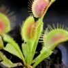 Dionaea Funnel Trap - Dionée Trichtefalle Caractéristique - Pot 7 Cm 1 Dionaea Funnel Trap - Dionée Trichtefalle Caractéristique - Pot 7 Cm -Jardinoux Soldes Magasin 6495d3255fdd00.18276783
