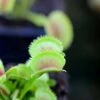 Dionaea Dentata Caractéristique - Pot 7 Cm -Jardinoux Soldes Magasin 6495d325bae186.77903891