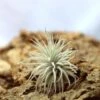 Tillandsia Tectorum - 8 à 10 Cm -Jardinoux Soldes Magasin 6495d3262dfcf2.45643493