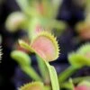 Dionaea Muscipula Tiger Fangs Caractéristique - Pot 7 Cm -Jardinoux Soldes Magasin 6495d326c325e1.15782116