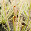 Drosera X Hybrida Caractéristique - Pot 9 Cm -Jardinoux Soldes Magasin 6495d32732f2e3.89815885