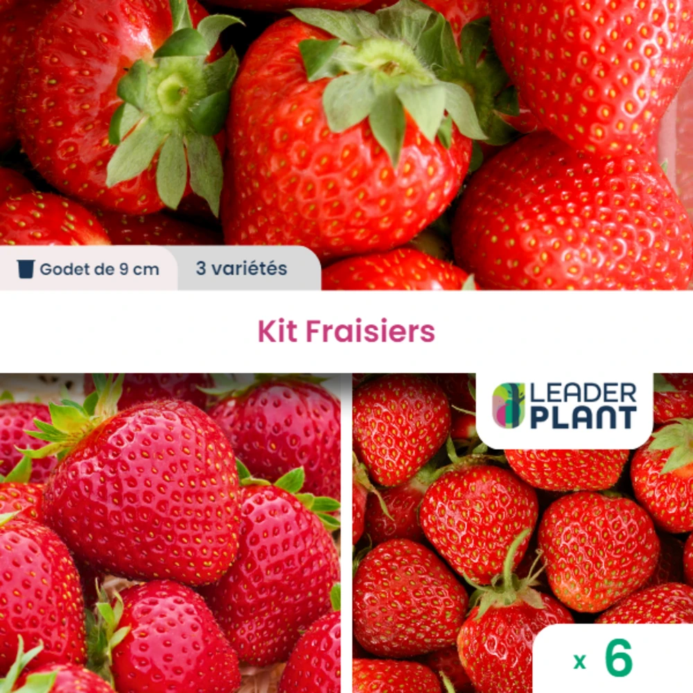 Kit Fraisiers - 3 Variétés - Lot De 6 Plants En Godet 3 Kit Fraisiers - 3 Variétés - Lot De 6 Plants En Godet