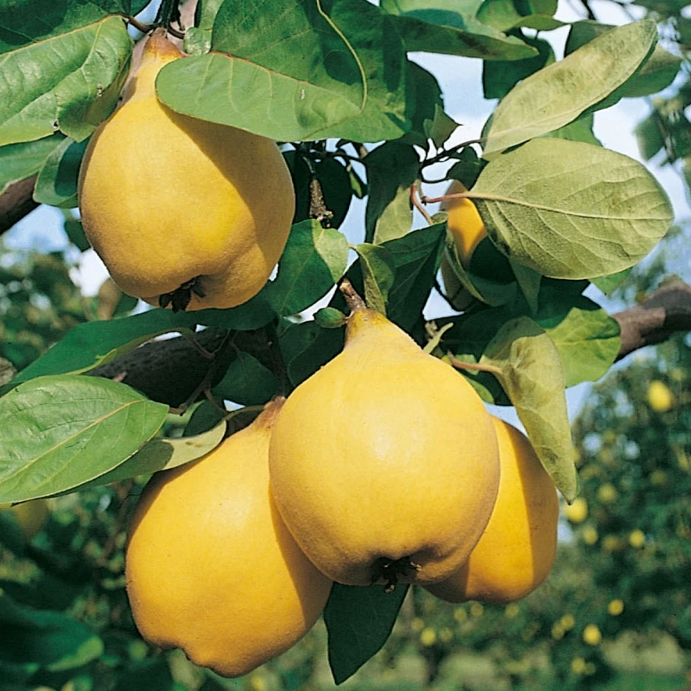 Cognassier Champion : Gobelet 3 Ans D'âge 6 Cognassier Champion : Gobelet 3 Ans D'âge – Image 4