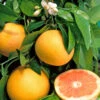 Pomelo : Pot 45 Litres 1 Pomelo : Pot 45 Litres -Jardinoux Soldes Magasin 662224 1657852
