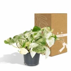Epipremnum Happy Leaf Scindapsus - H15cm, ø12cm - Plante D'intérieur Tombante 11 Epipremnum Happy Leaf Scindapsus - H15cm, ø12cm - Plante D'intérieur Tombante -Jardinoux Soldes Magasin 66f3ecc8f1f501b6