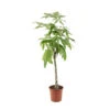 Pachira Tressé : H.150/160cm, Pot D.27cm -Jardinoux Soldes Magasin 674123 001