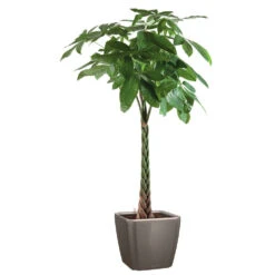 Pachira Tressé : H.150/160cm, Pot D.27cm 7 Pachira Tressé : H.150/160cm, Pot D.27cm -Jardinoux Soldes Magasin 674123 002