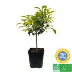 Yuzu AB: Pot 3L, Greffe -Jardinoux Soldes Magasin 697329 005