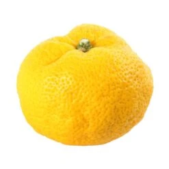Yuzu AB: Pot 3L, Greffe -Jardinoux Soldes Magasin 697329 006