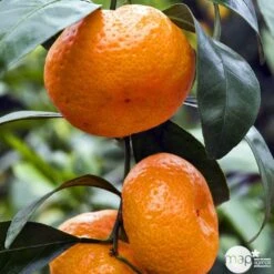 Mandarinier Satmusa : AB, C3L Greffe 9 Mandarinier Satmusa : AB, C3L Greffe -Jardinoux Soldes Magasin 697333 005