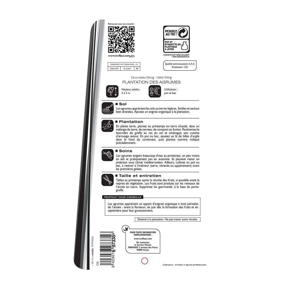 Cedratier 'ethrog' : AB, C3L 4 Cedratier 'ethrog' : AB, C3L – Image 2