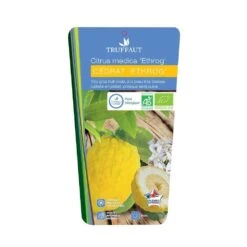 Cedratier 'ethrog' : AB, C3L 10 Cedratier 'ethrog' : AB, C3L -Jardinoux Soldes Magasin 697335 002