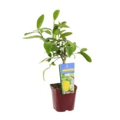 Cedratier 'ethrog' : AB, C3L 11 Cedratier 'ethrog' : AB, C3L -Jardinoux Soldes Magasin 697335 003