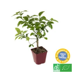 Citronnier X Meyer : AB C3L -Jardinoux Soldes Magasin 697337 004
