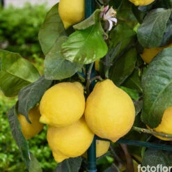 Citronnier X Meyer : AB C3L -Jardinoux Soldes Magasin 697337 005