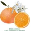 Clementinier Bio Tailles:pot De 3 Litres, Hauteur 30/40 Cm -Jardinoux Soldes Magasin 69e2888bcc1a988f