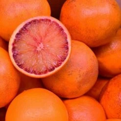 Oranger Maltais Bio Tailles:pot De 3 Litres, Hauteur 30/40 Cm