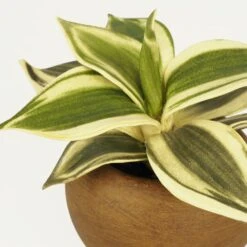 Plante Verte Artificielle Pot Effet Bois 14cm -Jardinoux Soldes Magasin 70dafe3be5665a69