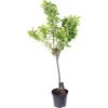 Cerisier Bigarreau Van : Gobelet 3 Ans D'âge Ctr 12 Litres -Jardinoux Soldes Magasin 71295 002