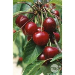 Cerisier Bigarreau Van : Gobelet 3 Ans D'âge Ctr 12 Litres -Jardinoux Soldes Magasin 71295 003