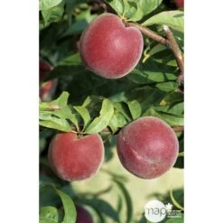 Pêcher à Chair Jaune JH Hale : Demi Tige 6/8 Cm 2 Ans D'âge Ctr 12L 8 Pêcher à Chair Jaune JH Hale : Demi Tige 6/8 Cm 2 Ans D'âge Ctr 12L -Jardinoux Soldes Magasin 71318 002