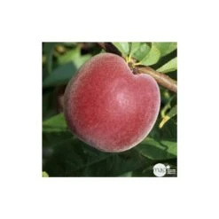 Pêcher à Chair Jaune JH Hale : Demi Tige 6/8 Cm 2 Ans D'âge Ctr 12L 9 Pêcher à Chair Jaune JH Hale : Demi Tige 6/8 Cm 2 Ans D'âge Ctr 12L -Jardinoux Soldes Magasin 71318 003