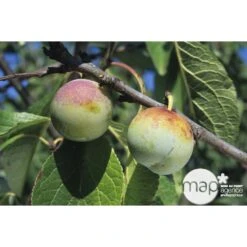 Prunier Reine Claude De Bavay : ½ Tige, 4-5 Ans, H 170-180 Cm 8 Prunier Reine Claude De Bavay : ½ Tige, 4-5 Ans, H 170-180 Cm -Jardinoux Soldes Magasin 71365 002