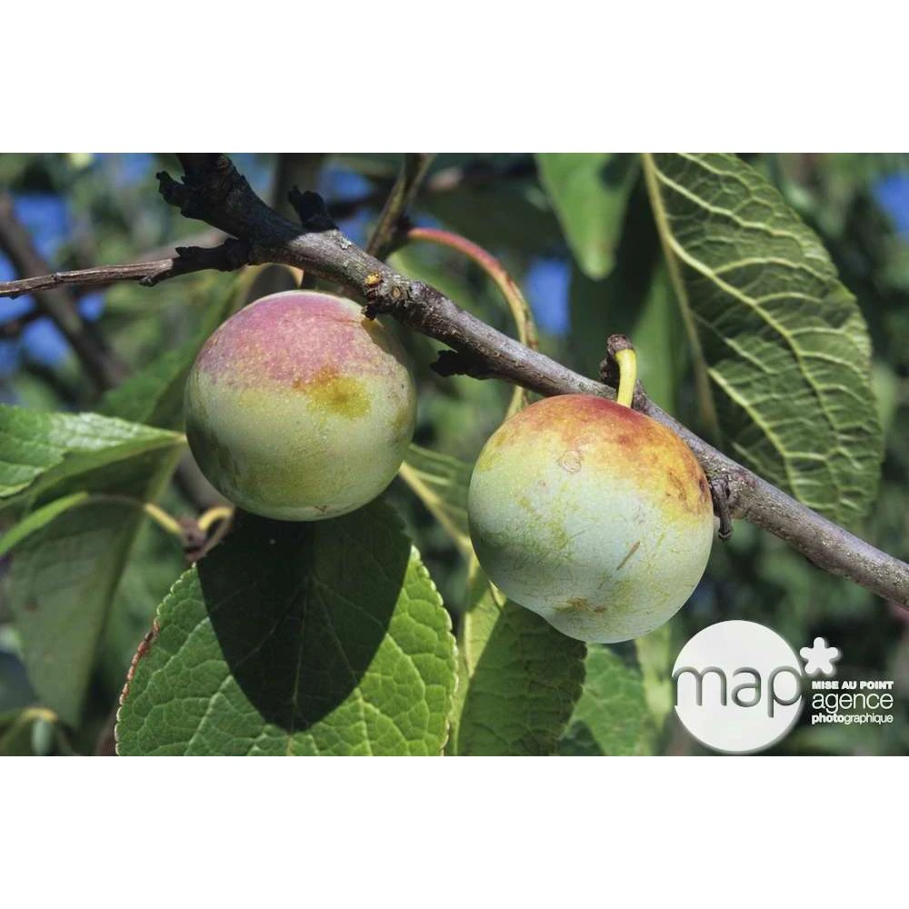 Prunier Reine Claude De Bavay : ½ Tige, 4-5 Ans, H 170-180 Cm 5 Prunier Reine Claude De Bavay : ½ Tige, 4-5 Ans, H 170-180 Cm – Image 3