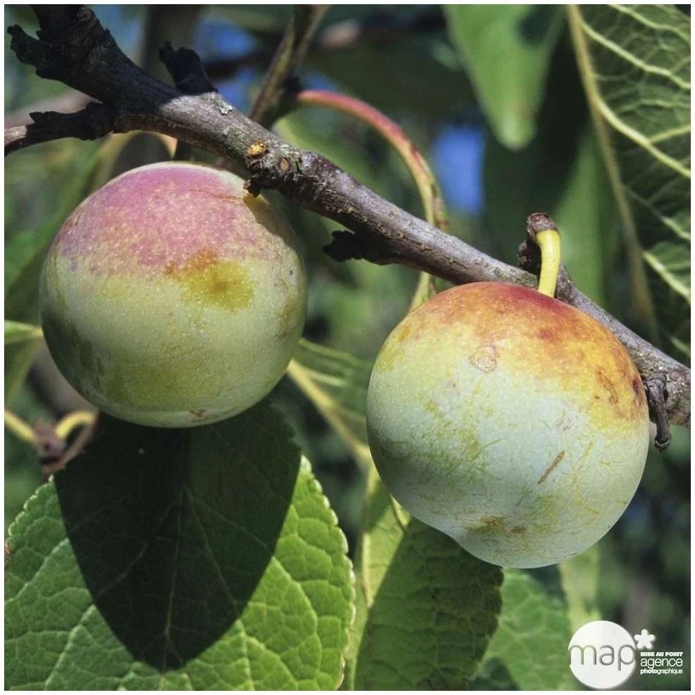 Prunier Reine Claude De Bavay : ½ Tige, 4-5 Ans, H 170-180 Cm 6 Prunier Reine Claude De Bavay : ½ Tige, 4-5 Ans, H 170-180 Cm – Image 4