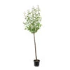 Prunier Reine Claude De Bavay : ½ Tige, 4-5 Ans, H 170-180 Cm -Jardinoux Soldes Magasin 71365 004