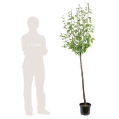 Prunier Reine Claude De Bavay : ½ Tige, 4-5 Ans, H 170-180 Cm 7 Prunier Reine Claude De Bavay : ½ Tige, 4-5 Ans, H 170-180 Cm -Jardinoux Soldes Magasin 71365 005