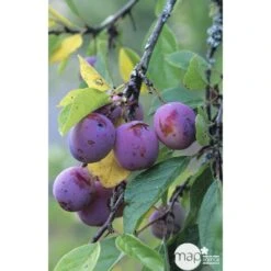 Prunier Reine Claude Violette Gobelet -Jardinoux Soldes Magasin 71372 002